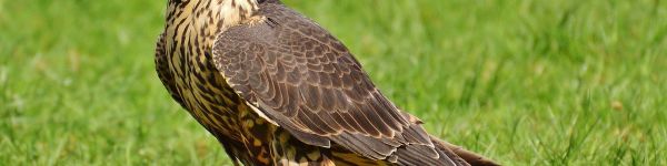 ecommerce-falconrycom-buggenhout.jpg